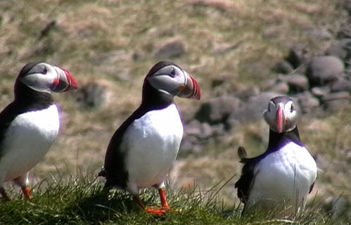 Puffins_Grabbed Frame 18.jpg
